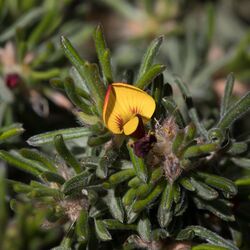 Pultenaea canaliculata.jpg