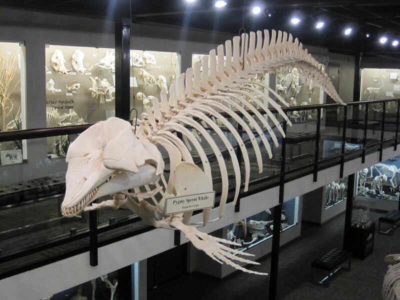 File:Pygmy sperm whale skeleton.jpg