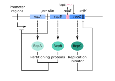 A schematic of the repABC gene cassette, along with the activity of their gene products