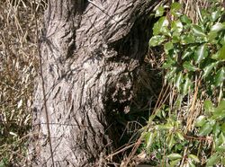 Salix eriocarpa1.jpg