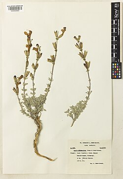 Salvia albimaculata.jpg