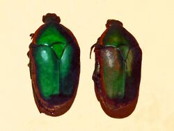 Scarabaeidae - Pachnoda prasina.JPG