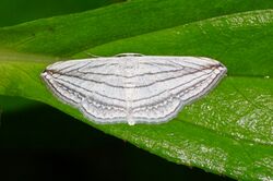 Scopula opicata 08138.jpg