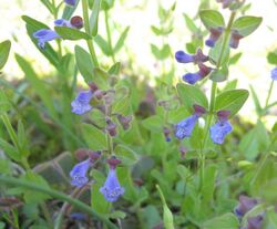 Scutellaria parvula.jpg