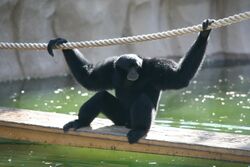 Siamang (Pongidae Hylobates syndactylus) (2854164099).jpg