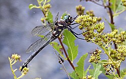 Somatochlora elongata 6489978.jpg