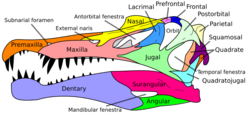 Skull diagram of Spinosaurus, with the different bones labeled and color coded