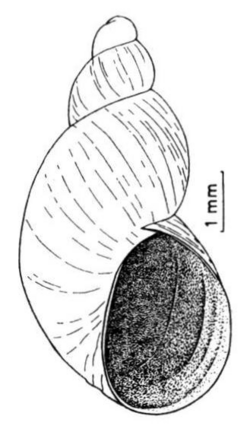 Succinella oblonga shell.png