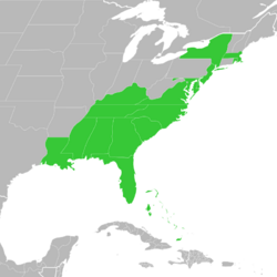 Symphyotrichum concolor distribution: Bahamas and US (Alabama, Delaware, Florida, Georgia, Kentucky, Louisiana, Maryland, Massachusetts, Mississippi, New Jersey, New York, North Carolina, Rhode Island, South Carolina, Tennessee, and Virginia).