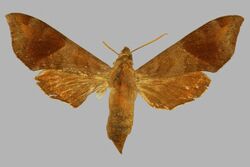 Temnora subapicalis subapicalis, female, upperside. Kenya, B.E.A., Escarpment.jpg