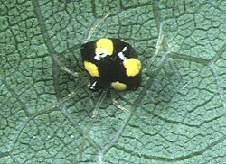 Theridula.gonygaster.female.1.-.tanikawa.jpg