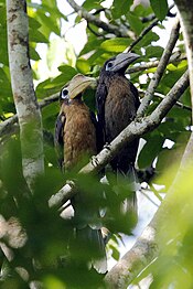 Tickell's brown hornbill (33419252811).jpg