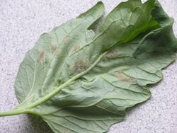 Underside of tomato leaf infected by "Passalora fulva"