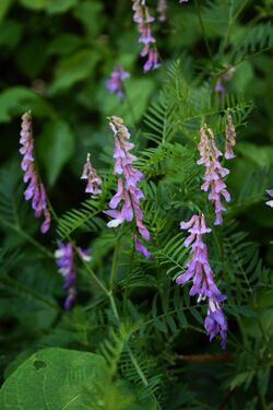 Vicia tenuifolia 2.jpg