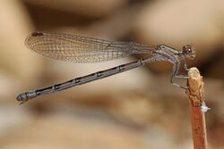 Vivid Dancer - Argia vivida, Zion National Park, Springdale, Utah.jpg