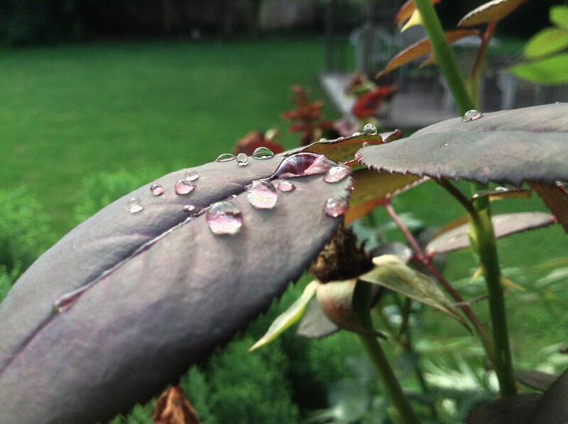 File:Water drops on rose leaf.jpg