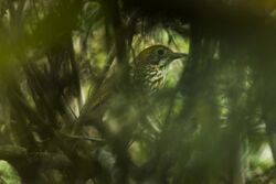 Watkins' Antpitta - South Ecuador S4E9791 (16824015255).jpg