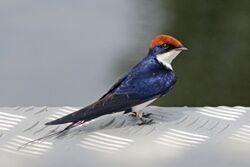 Wire-tailed swallow (Hirundo smithii smithii).jpg