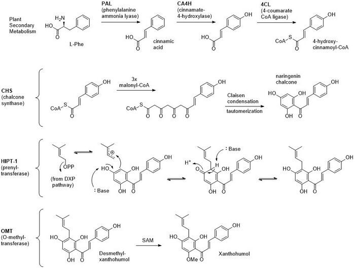 The biosynthesis of Xanthohumol utilizes building blocks from plant secondary metabolism, and is catalyzed by a type III PKS and accessory modifying enzymes.
