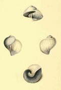 Janthina globosa, Globular Oceanic Snail—middle figures