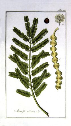 Acacia-nilotica.jpg