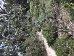 Acacia merrickiae.jpg
