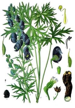 Aconitum ferox - Köhler–s Medizinal-Pflanzen-005.jpg