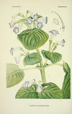 Addisonia - colored illustrations and popular descriptions of plants (1916-(1964)) (16150526524).jpg