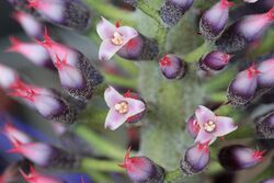 Aechmea paniculigera 20090603.jpg