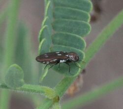 Agrilus paraimpexus P1080922a.jpg