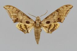 Ambulyx bima BMNHE813968 male up.jpg