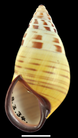 Amphidromus floresianus shell 2.png