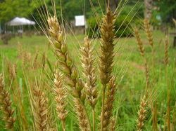 Anjeunbaengi wheat.jpg