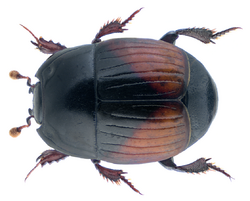 Atholus bimaculatus (Linnaeus, 1758).png