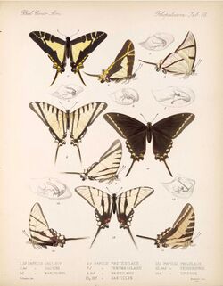 BCA – Lepidoptera-Rhopalocera Vol 3 Tab 68.jpg