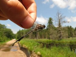 Beaverpond clubtail 8538013 jun 26 2013.jpg