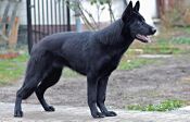 Black-german-shepherd-29944091920.jpg