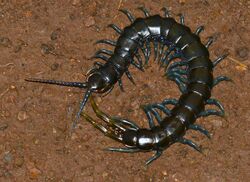 Blue-legged Centipede (Ethmostigmus trigonopodus) (12681235843).jpg