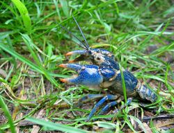 Blue Crayfish - Cambarus monongalensis (165812772).jpg