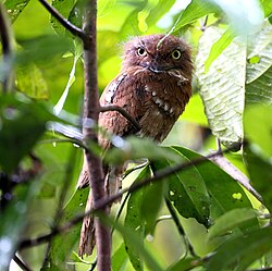 Blyth's Frogmouth - Krung Ching National Park (cropped).jpg