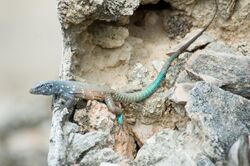 Bonaire whiptail lizard Cnemidophorus murinus ruthveni.jpg