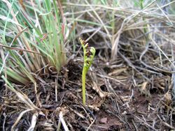 Botrychium campestre - NPS Photo.jpg