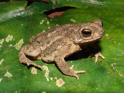 Bufo granulosus01d.jpg