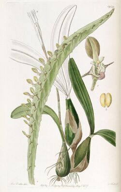 Bulbophyllum calyptratum var. calyptratum (as Megaclinium maximum) - Edwards vol 23 pl 1959 (1837).jpg