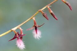 Bulbophyllum saltatorium.jpg