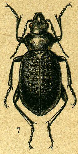 Calosoma denticolle from Jacobson.jpg