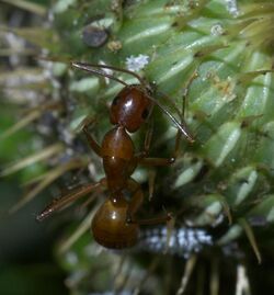 Camponotus castaneus P1260416a.jpg