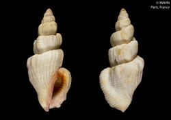 Canarium scalariforme (MNHN-IM-2000-32462).jpeg