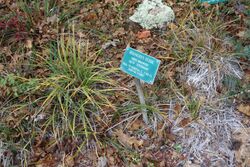 Carex brainerdii - Regional Parks Botanic Garden, Berkeley, CA - DSC04525.JPG