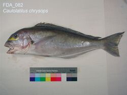 Caulolatilus chrysops (FDA 082).jpg